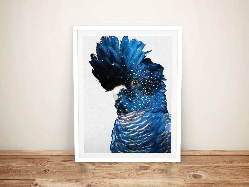 Buy A Framed Print of a Black Cockatoo